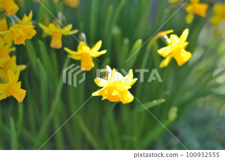 Yellow Daffodil Yellow Daffodil 100932555