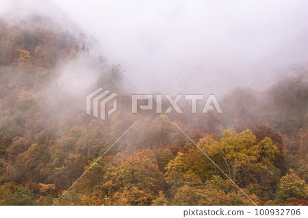 221018 Wasabi flat g051 100932706