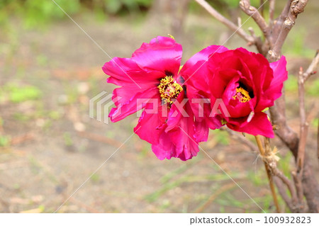 冬天開花的冷牡丹花 100932823