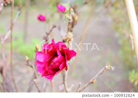 冬天開花的冷牡丹花 冬天開花的冷牡丹花 100932824