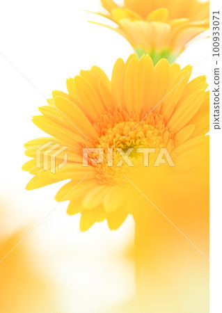 像太陽一樣明亮的黃色非洲菊花 100933071