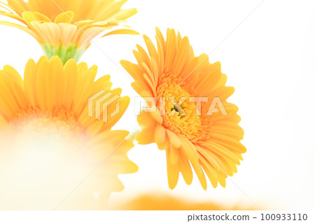 Bright yellow gerbera flower like the sun 100933110