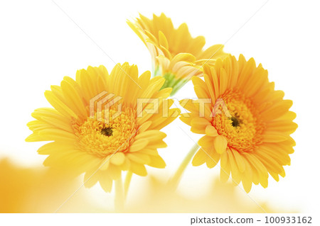 Bright yellow gerbera flower like the sun Bright yellow gerbera flower like the sun 100933162