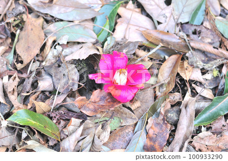 Falling camellia Falling camellia 100933290