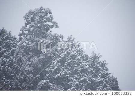 Snow forest 100933322