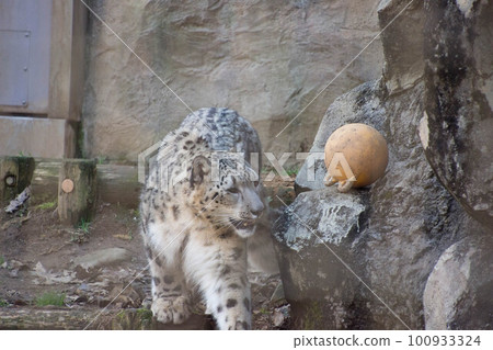 Snow leopard 100933324