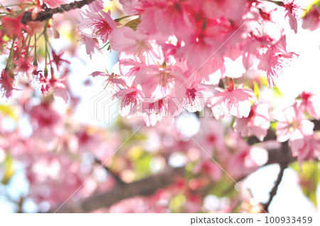 Flowers of Milky Way Flowers of Milky Way 100933459
