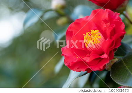 茶花 茶花 100933473