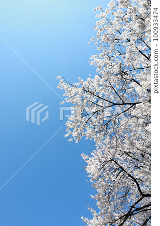 Cherry blue sky frame 100933474