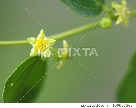 棗花特寫 棗花特寫 100933565