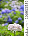 Hydrangea blooming in Kyoto Hanakannonji 100933589