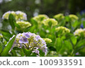 Hydrangea blooming in Kyoto Hanakannonji 100933591