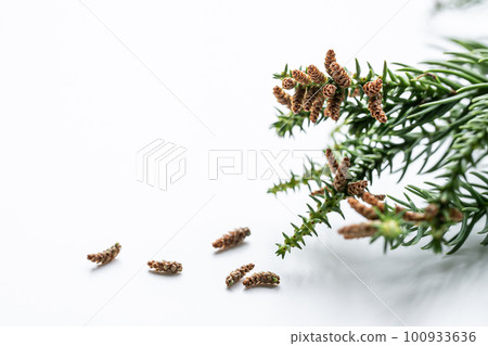 Cedar branches and cedar pollen on a white background - stock photo Cedar branches and cedar pollen on a white background - stock photo 100933636