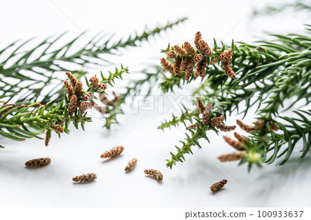 白色背景中的雪松樹枝和雪松花粉 - 圖庫照片 100933637