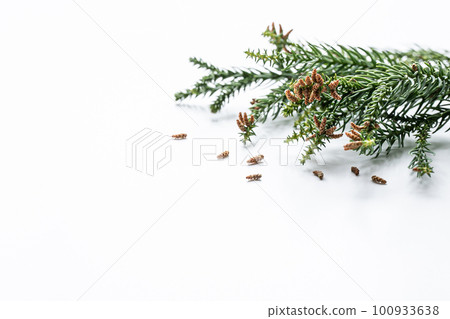 白色背景中的雪松樹枝和雪松花粉 - 圖庫照片 白色背景中的雪松樹枝和雪松花粉 - 圖庫照片 100933638