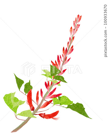 Illustration of a red flower deigo that goes well with tropical countries 100933670