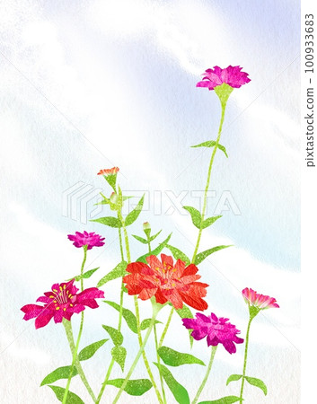 秋季園藝百日草插畫 100933683