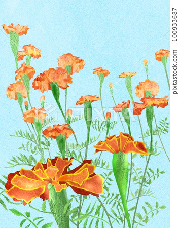 bright orange marigold illustration 100933687