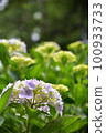 Hydrangea blooming in Kyoto Hanakannonji 100933733