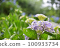 Hydrangea blooming in Kyoto Hanakannonji 100933734