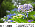 Hydrangea blooming in Kyoto Hanakannonji 100933735