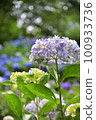 Hydrangea blooming in Kyoto Hanakannonji 100933736