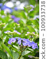 Hydrangea blooming in Kyoto Hanakannonji 100933738