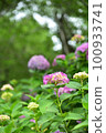 Hydrangea blooming in Kyoto Hanakannonji 100933741