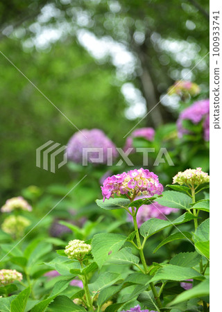 Hydrangea blooming in Kyoto Hanakannonji Hydrangea blooming in Kyoto Hanakannonji 100933741