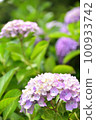 Hydrangea blooming in Kyoto Hanakannonji 100933742
