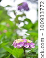 Hydrangea blooming in Kyoto Hanakannonji 100933772