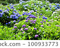Hydrangea blooming in Kyoto Hanakannonji 100933773
