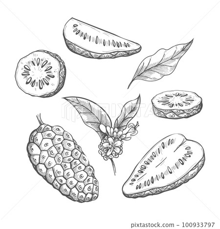 Noni fruit sketch 100933797