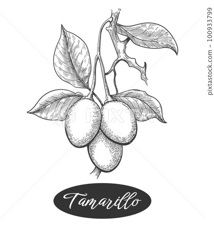 Tamarillo branch engraving Tamarillo branch engraving 100933799