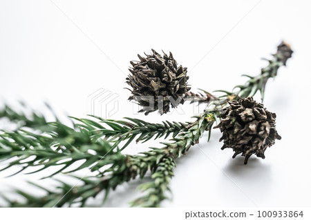 Cedar branches and female flowers of cedar on white background - stock photo 100933864