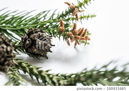 Cedar branches on a white background Female and male flowers of cedar pollen 100933865
