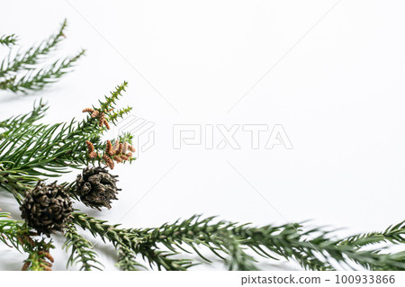 Cedar branches on a white background Female and male flowers of cedar pollen 100933866