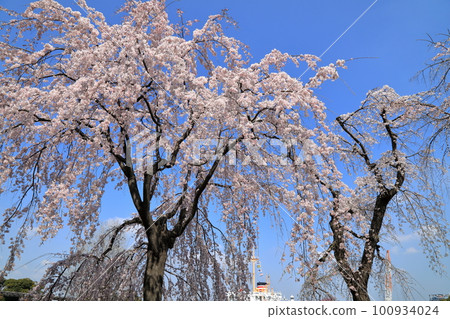 山下公園的垂枝櫻花(佐倉/神奈川縣橫濱市) 山下公園的垂枝櫻花(佐倉/神奈川縣橫濱市) 100934024
