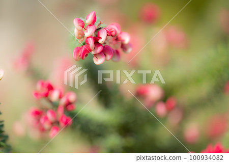 春天的紅色植物 春天的紅色植物 100934082