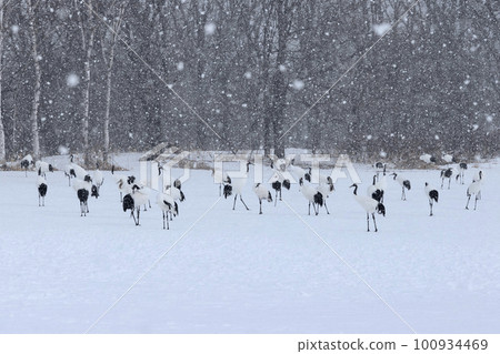 Red-crowned cranes in the falling snow Hokkaido Tancho 100934469