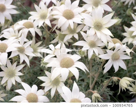 Flannel Flower 100934765