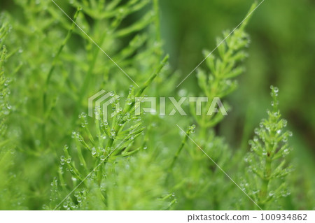 Water droplets of horsetail Water droplets of horsetail 100934862