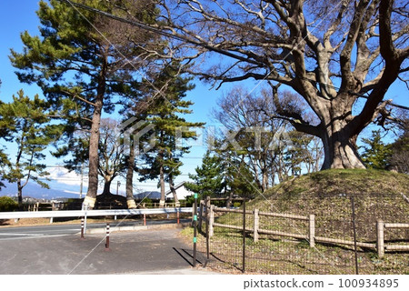 三島市西北一里塚、初根原的松樹和白雪皚皚的富士山 100934895