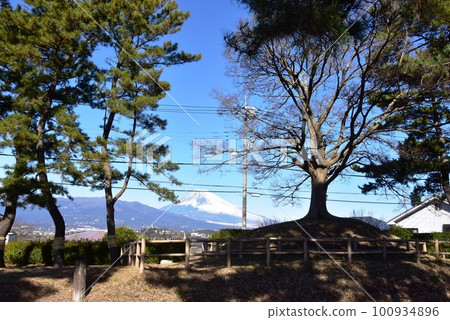 Mishima City Nishikita Ichirizuka, Hatsunegahara Pine Trees and Snow-Covered Mt. Fuji 100934896