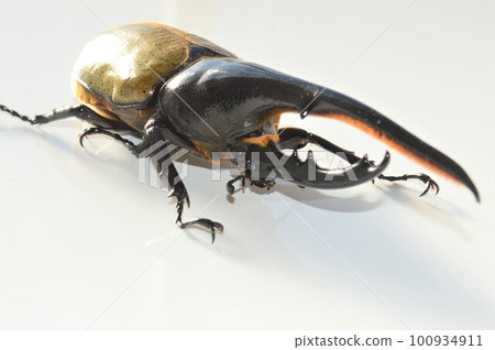 Hercules beetle white background 100934911