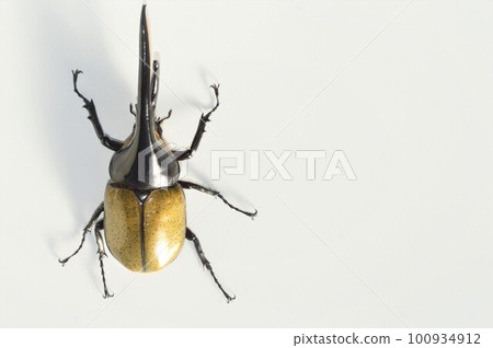 大力神甲蟲白色背景 100934912