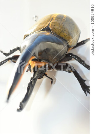 大力神甲蟲白色背景 100934916