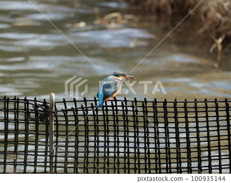 翠鳥在式之森公園覓食 100935144