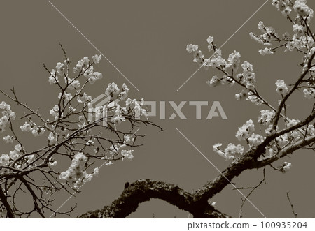 老梅樹日本繪畫風格 100935204