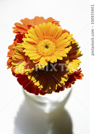 Colorful bright yellow and orange gerberas in glass jars Colorful bright yellow and orange gerberas in glass jars 100935601